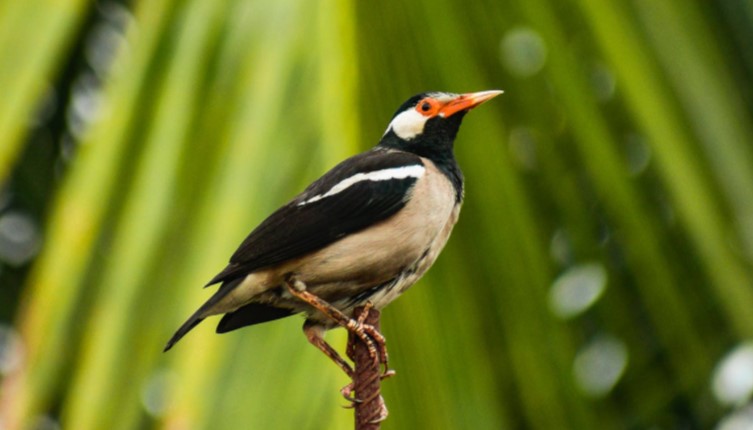 Dahsyatnya Air Seni untuk Kesehatan Burung Berkicau
